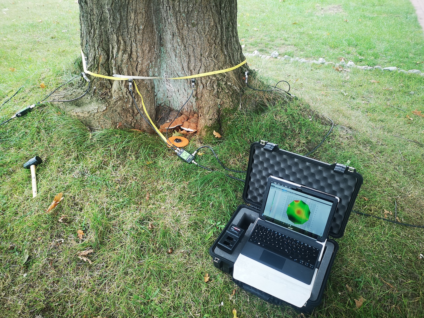 Baum Untersuchung mit Schallwellen